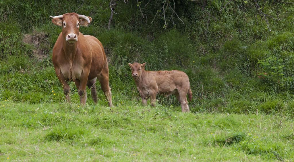 Agroturismo Ibarre Anzuola Εξωτερικό φωτογραφία